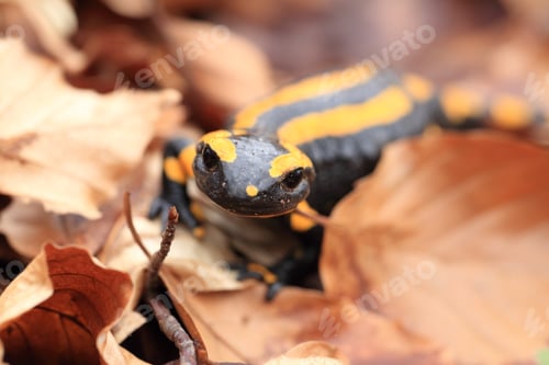 Preview: Fire Salamander (Salamandra Salamandra) Germany