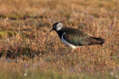 Preview: Northern Lapwing (Vanellus Vanellus) Sweden