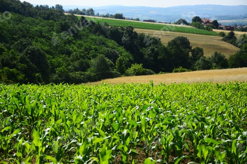 Preview: Summer Corn Field Landscape