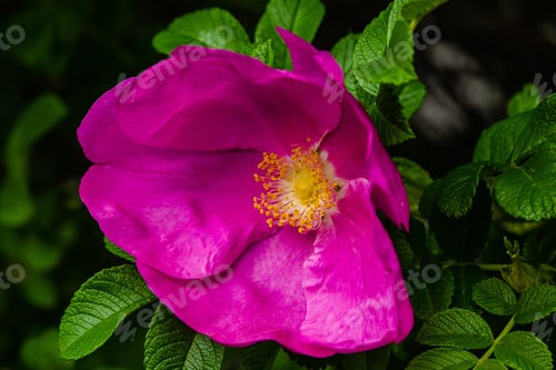 Preview: Blooming Purple Wild Rose Close-Up.