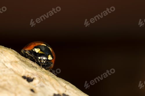 Preview: Cute Red Ladybird. Yellow Tree Body And Dark Natural Background. Macro Photography.