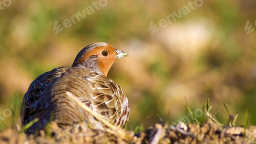 Preview: Wild Bird Partridge. Warm Colors Nature Background. Grey Partridge / Perdix Perdix