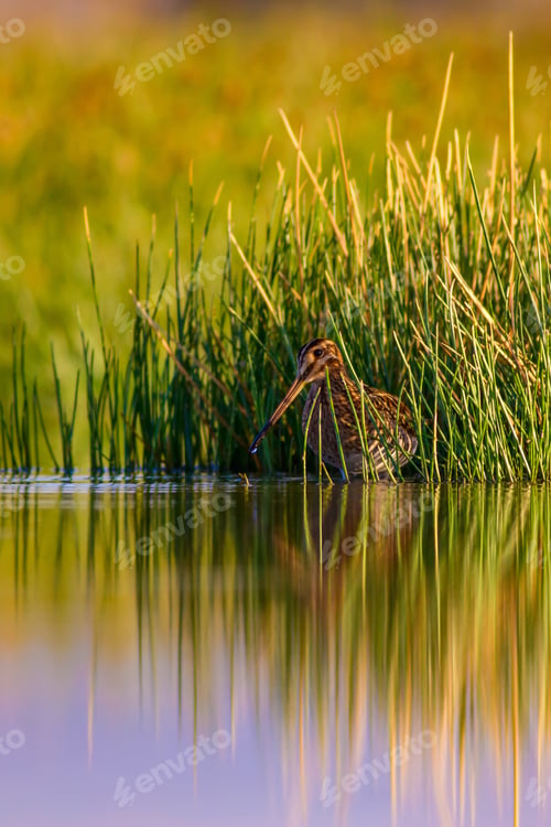 Preview: Nature And Bird. Green Yellow Nature Background. Bird: Common Snipe. Gallinago Gallinago.