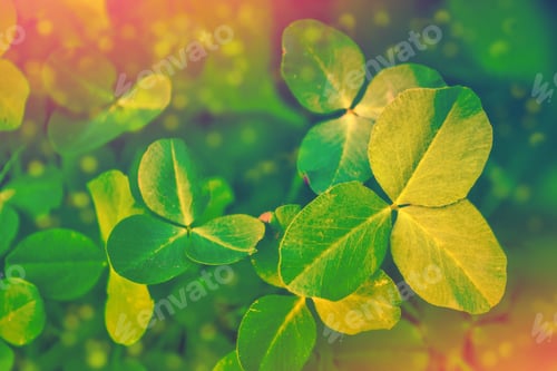 Preview: Green Clover Leaves On A Background Summer Landscape. St.Patrick 'S Day
