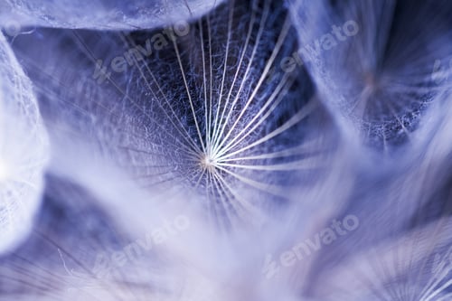 Preview: Abstract Composition With Dandelion Seeds - Extreme Closeup With Soft Focus