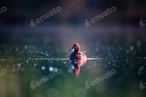 Preview: Swimming Duck. Natural Lake Habitat Background. Bird: Ferruginous Duck. Aythya Nyroca.