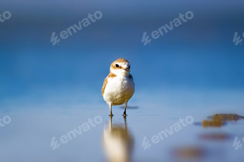 Preview: Cute Bird Plover. Blue Nature Background. Kentish Plover Charadrius Alexandrinus.