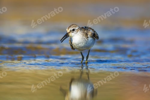Preview: Cute Little Water Bird. Nature Habitat Background.