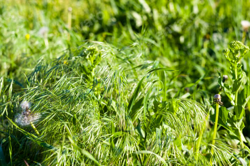Preview: Spring Or Summer Natural Abstract Background With Grass In The Garden