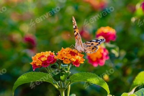 Preview: A Beautiful Butterfly On The Flowers Of A Tropical Plant Lantana Camara. Bright Summer Floral
