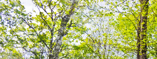 Preview: In The Woods Of The Nemi Forest, Italy