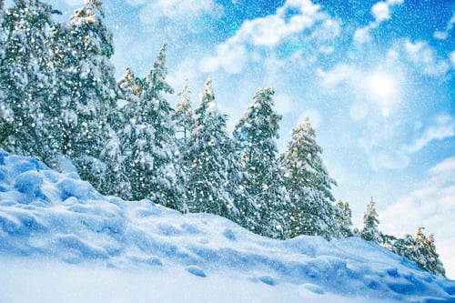 Preview: Blurred Background. Frozen Winter Forest With Snow Covered Trees.