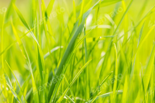 Preview: Green Spring Grass In Close Up. Spring Background With Green Leaves Of Grass.