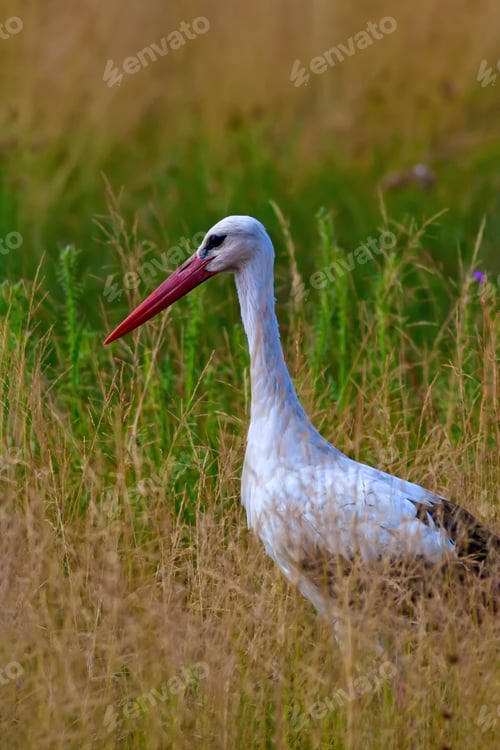 Preview: Stork. Yellow Green Nature Background.