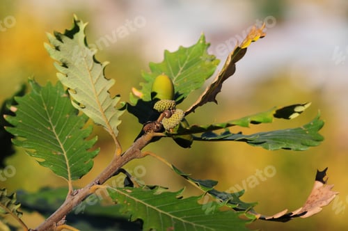 Preview: Oak Branch With Acorns Isolated On Blur Background