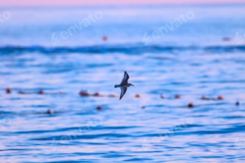 Preview: Flying Birds. Blue Sea Background.