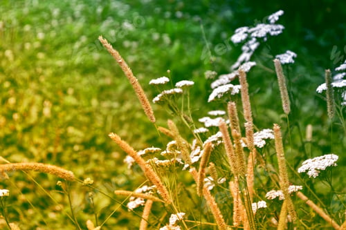 Preview: Blurred Image Of Grass. Summer Colorful Abstract Background.