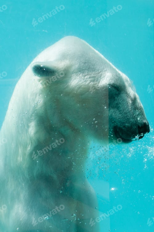 Preview: Polar Bear In The Water