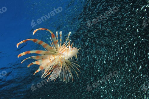 Preview: Lionfish Hunting Shoal Of Silversides Fish Fry