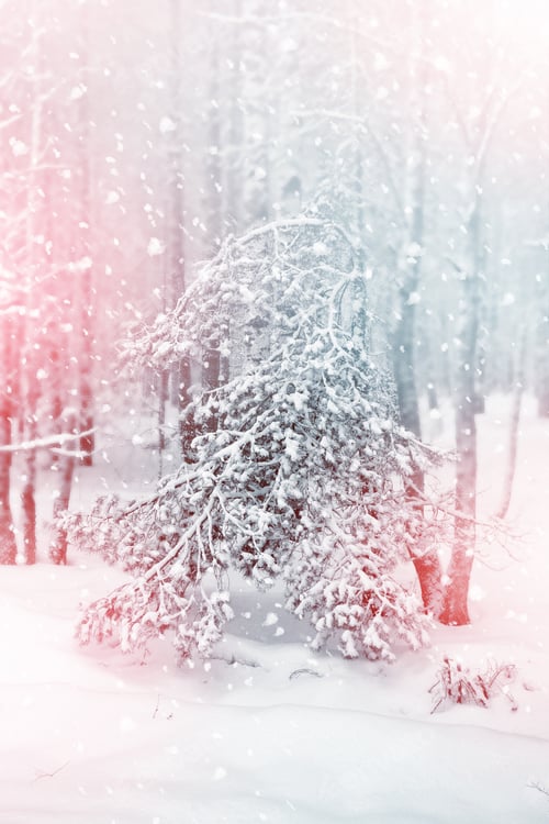 Preview: Winter. Snowfall. Photo.