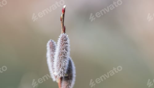 Preview: Catkin In The Spring