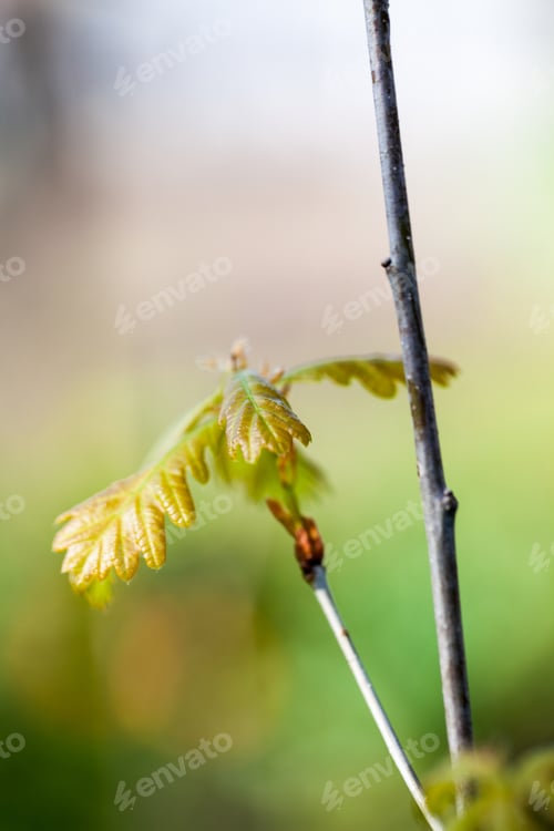 Preview: Young Oak Tree With Natural, Green Background
