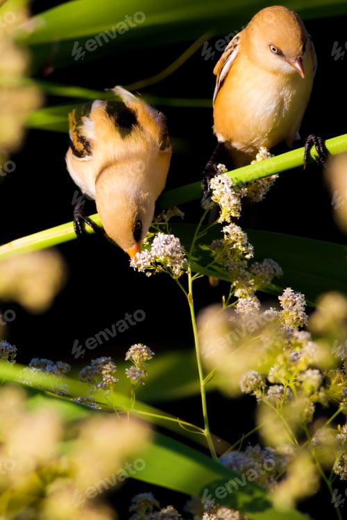 Preview: Cute Birds. Black Nature Background. Bearded Reedling / Panurus Biarmicus