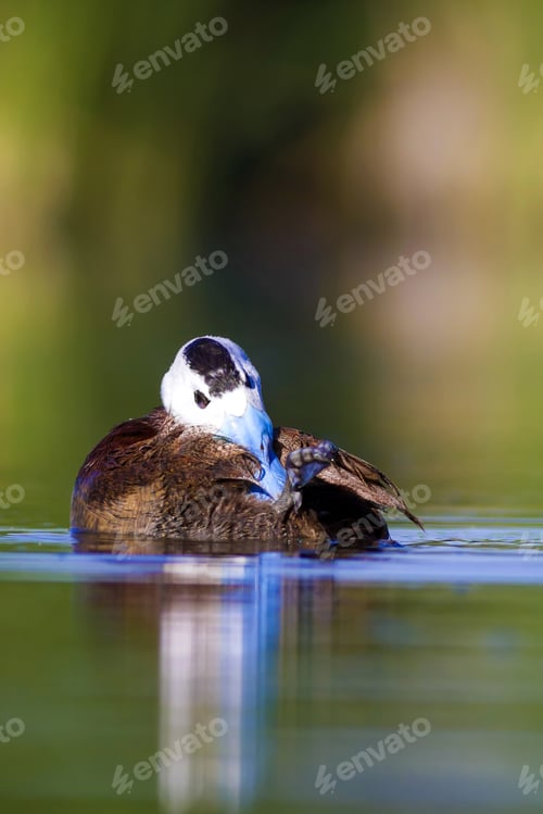 Preview: Swimming Duck. Colorful Lake Background. Bird: White Headed Duck. Oxyura Leucocephala.