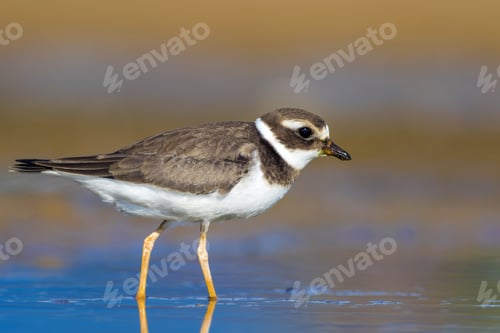 Preview: Nature And Bird. Cute Little Common Water Bird. Colorful Nature Background. Bird: Common Ringed