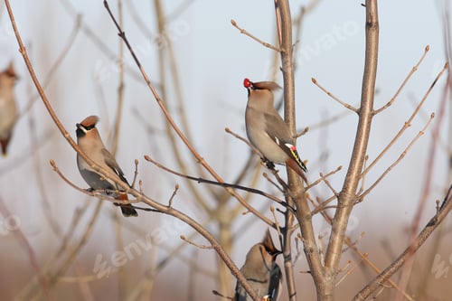 Preview: Bohemian Waxwing (Bombycilla Garrulus) Germany