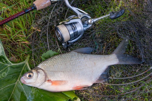 Preview: Close Up View Of Freshwater Silver Bream Or White Brem Fish On Black Fishing Net. Freshwater Silver