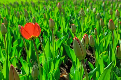 Preview: The Buds Of Red Tulips In Spring Garden. Blossoming Tulips
