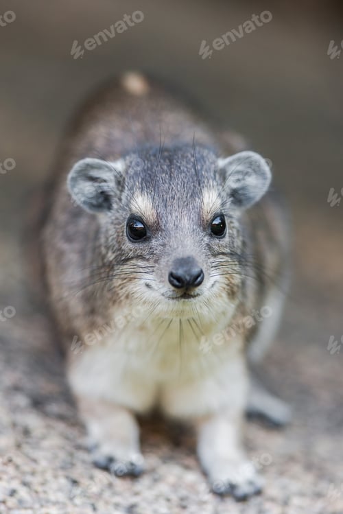 Preview: A Rock Or Cape Hyrax (Procavia Capensis) On A Rock In Tanzania, Africa. These Mammals Are Often