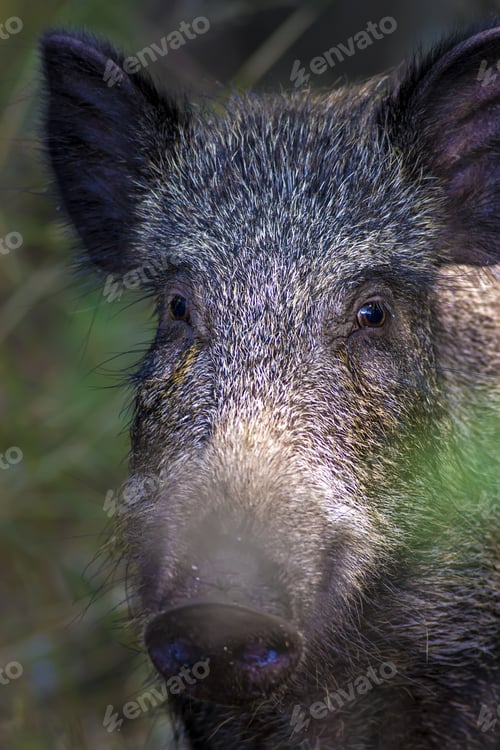 Preview: Wild Boar. Nature Background. Animal: Boar. Sus Scrofa.