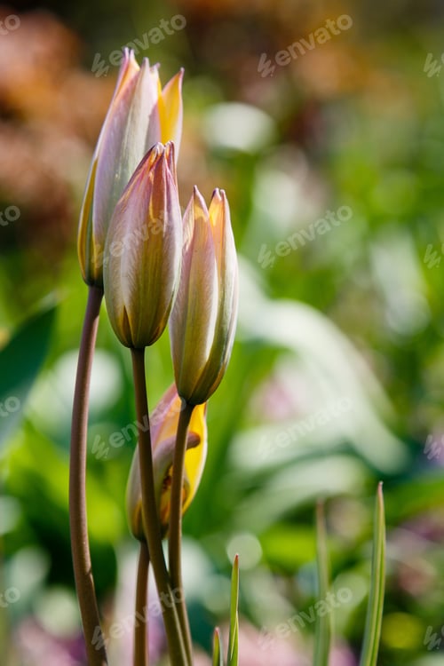 Preview: Tulipa Patens In Spring Garden. Tulip For Alpine Rock.
