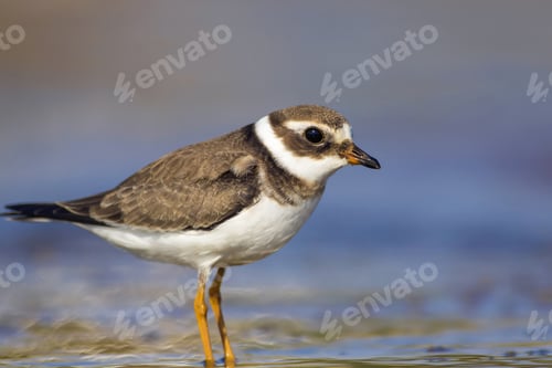 Preview: Nature And Bird. Cute Little Common Water Bird. Colorful Nature Background. Bird: Common Ringed