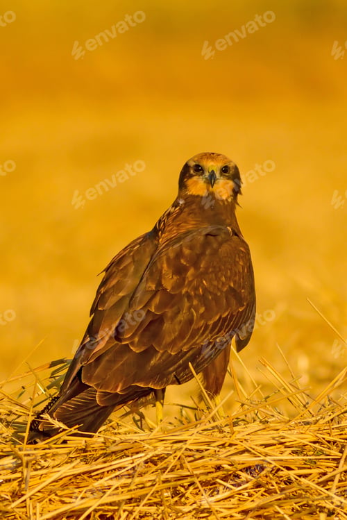 Preview: Wild Bird. Yellow Nature Background. Bird: Western Marsh Harrier. Circus Aeruginosus.