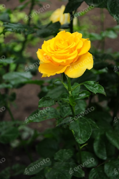 Preview: Yellow Rose Blooming In The Garden