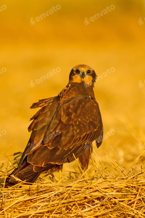 Preview: Wild Bird. Yellow Nature Background. Bird: Western Marsh Harrier. Circus Aeruginosus.