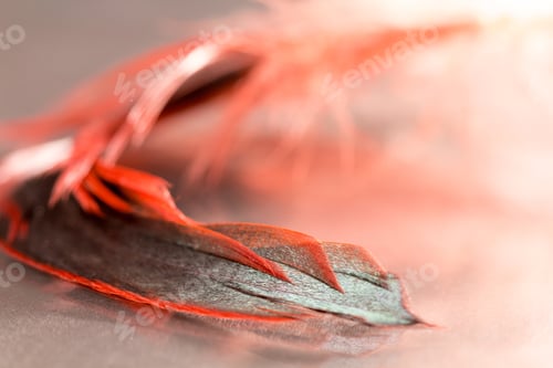 Preview: Colorful Rooster Feather With Details And Reflexions