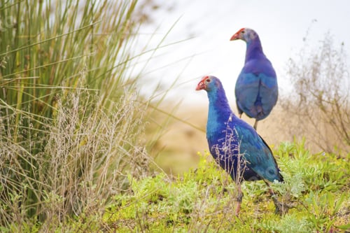 Preview: Blue, Purple Bird Swamphen Purple Swamphen Porphyrio Porphyrio