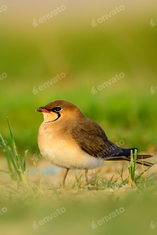 Preview: Cute Bird. Collared Pratincole. Glareola Pratincola