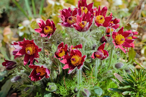 Preview: Beautiful Spring Red Flowers Pasqueflower Garden. Pasqueflower (Pulsatilla Vulgaris) In Spring