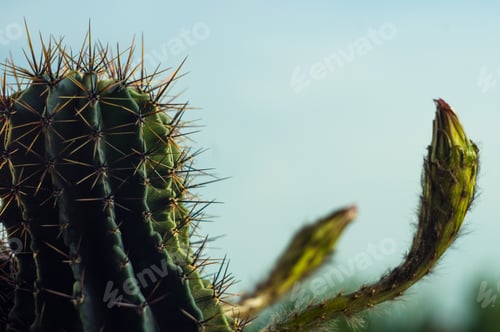 Preview: Cactus Echinopsis Tubiflora