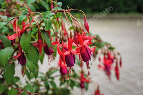 Preview: Beautiful Bush Fuchsia In The Garden, Fuchsia Flowers Blooming With Pink And Purple Petals In