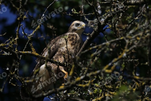 Preview: Young Buzzard Common Buzzard (Buteo Buteo)