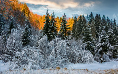 Preview: Snowy Spruce Forest At Gorgeous Sunset. Beautiful Nature Scenery In Winter