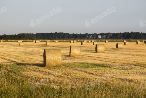 Preview: Straw Rolls In A Field
