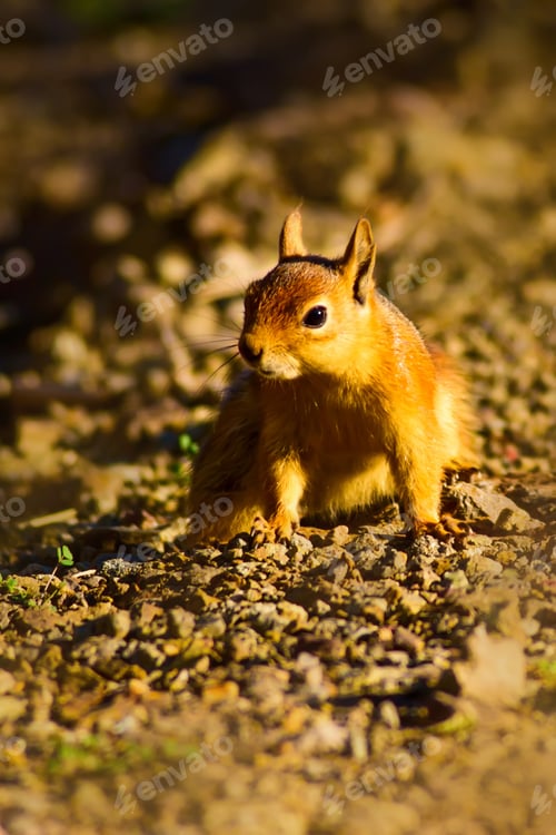 Preview: Cute Animals Squirrel.