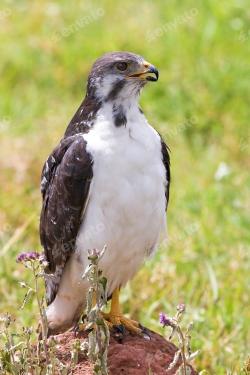 Preview: Closeup Of Buzzard In Ngorongoro Crater Conservation Area, Tanzania